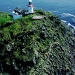 Black Rock Mayo